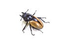 Insect, beetle, bug, in genus Odontolabis Royalty Free Stock Photo