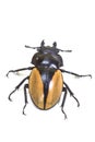 Insect, beetle, bug, in genus Odontolabis Royalty Free Stock Photo