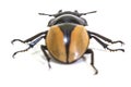 Insect, beetle, bug, in genus Odontolabis Royalty Free Stock Photo