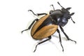 Insect, beetle, bug, in genus Odontolabis Royalty Free Stock Photo