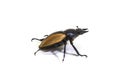 Insect, beetle, bug, in genus Odontolabis Royalty Free Stock Photo