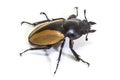 Insect, beetle, bug, in genus Odontolabis Royalty Free Stock Photo
