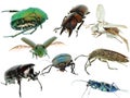 Insect beetle collection set