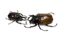 Insect, beetle, rhino beetle bug