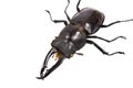 Insect, beetle, rhino beetle bug