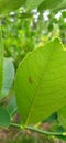 the insect behind the bright green lime leaf.