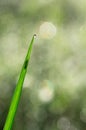 Insect behind grass leaf Royalty Free Stock Photo