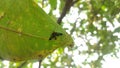 insect behind leaf water apple Royalty Free Stock Photo