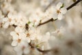 Insect on blossoming tree with, closeup. Spring season Royalty Free Stock Photo