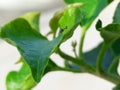 Insect on bougainvillea monalisa leaf