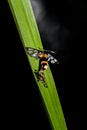 Insect breeding on the green leaf