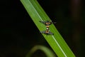 Insect breeding on the green leaf