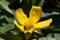 Insect on bright yellow flower of hibbertia scandens or snake vine Royalty Free Stock Photo