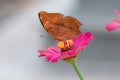 Insect, brown butter fly perched on pink flower