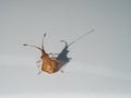 Insect Bug with Antennas that has been Placed on a White Surface Royalty Free Stock Photo