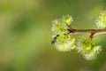 Insect,bug,black ant leaf and carry food , good teamwork