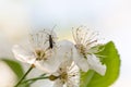 Insect bug on the cherry flower Royalty Free Stock Photo