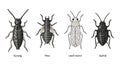 Insect and Bug Collection Vector Illustration Royalty Free Stock Photo