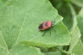 Insect or bug on a green leaf Royalty Free Stock Photo