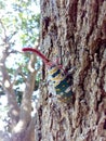 Insect bug Lanternfly Pyrops candelaria insect on tree fruit Royalty Free Stock Photo