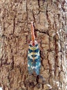 Insect bug Lanternfly Pyrops candelaria insect on tree fruit Royalty Free Stock Photo