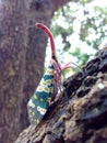 Insect bug Lanternfly Pyrops candelaria insect on tree fruit Royalty Free Stock Photo