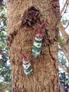 Insect bug Lanternfly Pyrops candelaria insect on tree fruit Royalty Free Stock Photo