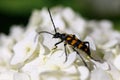 insect bug leptura quadrifasciata on a white hydrangea flowers plant zoomed in. beetle longhorn leptura close up. Royalty Free Stock Photo