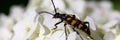 insect bug leptura quadrifasciata on a white hydrangea flowers plant zoomed in. beetle longhorn leptura close up. banner. Royalty Free Stock Photo