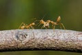 Insect,bug,red ant leaf and carry food , good teamwork