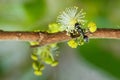 Insect,bug,red ant On yellow flowers. Royalty Free Stock Photo