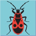 Insect  bug soldier. Royalty Free Stock Photo