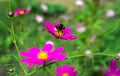 Insect bumble bee pollinates a beautiful pink flower Royalty Free Stock Photo