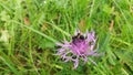 Insect bumble bee on a violet - pink meadow flower.