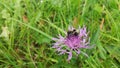 Insect bumble bee on a violet - pink meadow flower knapweed.