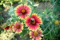 Insect Bumblebee on the flower