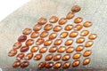 Insect butterfly egg