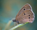 Insect butterfly on a grass blade