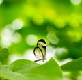 insect butterfly on green background, blurred