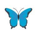 Insect butterfly icon, flat style. Royalty Free Stock Photo