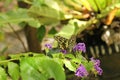 Insect, Butterfly, on flower, Philipines Royalty Free Stock Photo