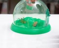 Insect cage or insectarium ,made by plastic transparency with ma