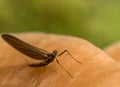 Insect on California Fungi Yellow Mushroom Macro on brown and green background Royalty Free Stock Photo