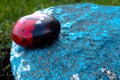 An insect called a ladybird is made of their stone and painted inks. The figure stands in the garden on a blue stone.