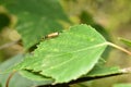 An insect called Ragonycha lignosa, a species of soft beetle.