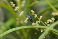 This green insect is called a fly that is perched on a green flower between leaves