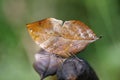 Insect camouflage. Kallima butterfly