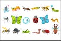 Insect Cartoon Images Set