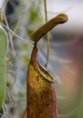 Insect catcher carniverous plant, photographed in the greenhouse at the Botanical Gardens in Gothenburg, Sweden. Royalty Free Stock Photo