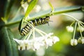 Insect - Caterpillar climbing a plant Royalty Free Stock Photo